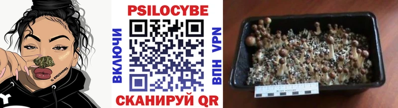 Галлюциногенные грибы Cubensis Верхний Тагил